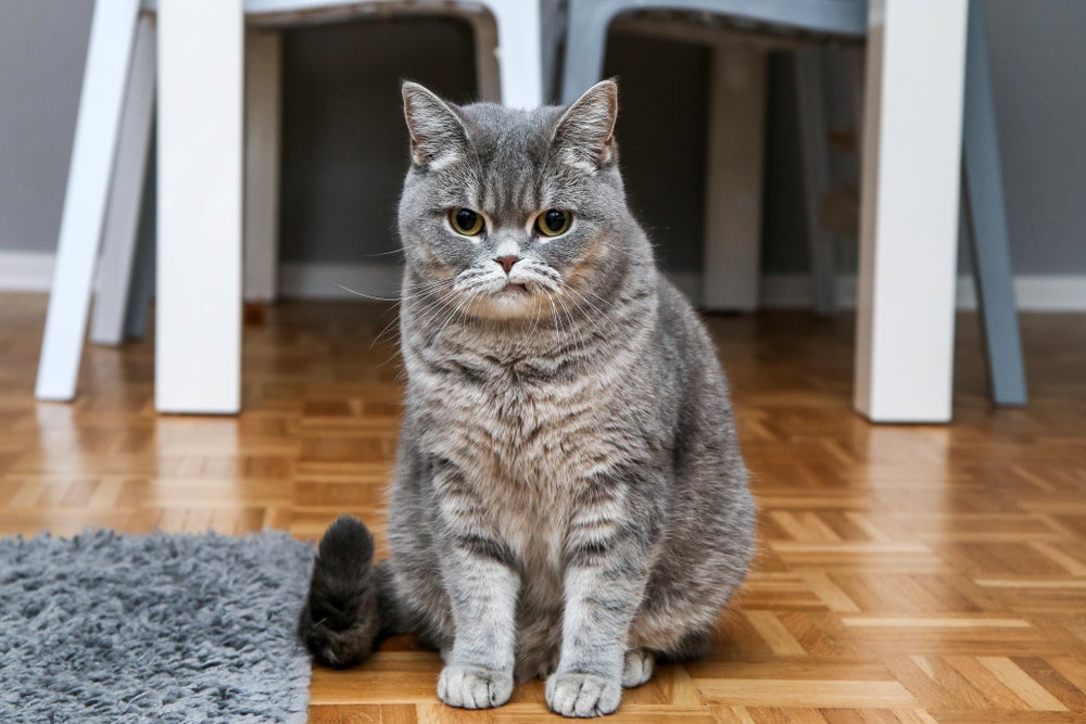 Para acalmar um gato estressado, é preciso saber a causa do problema