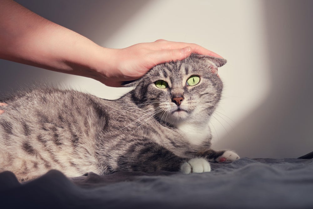 No caso de um gato estressado com as visitas, o tutor deve oferecer um refúgio seguro para o pet