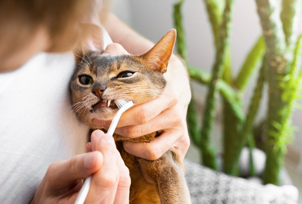Para evitar o gato com mau hálito, é necessário escovar os dentes dele