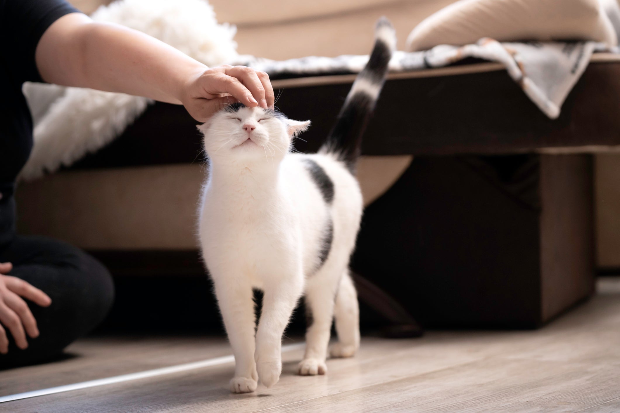 Gatos felizes precisam de carinho e atenção dos tutores
