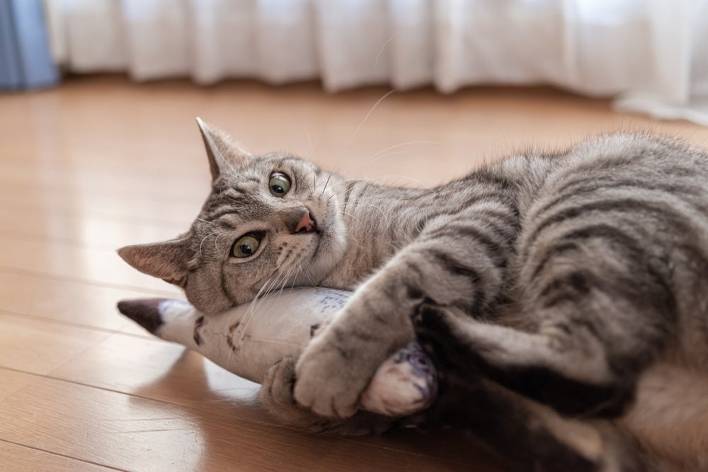 Um gato feliz gosta de brincar e se divertir