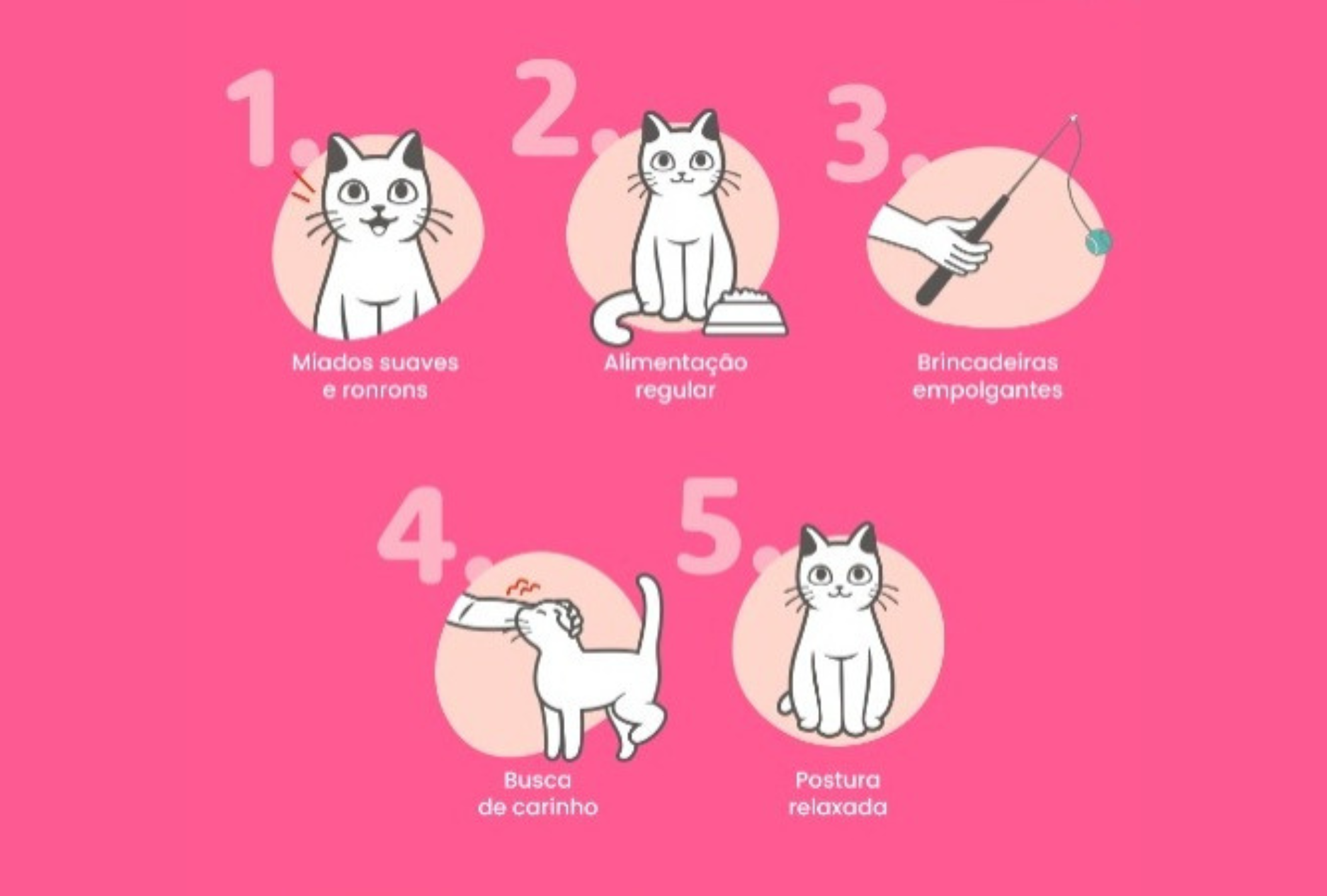 Um gato feliz busca carinho, se alimenta regularmente e adora brincar
