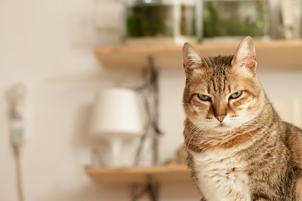 Os gatos ferais tendem a ser bem agressivos e evitam qualquer tipo de aproximação ou contato com os humanos