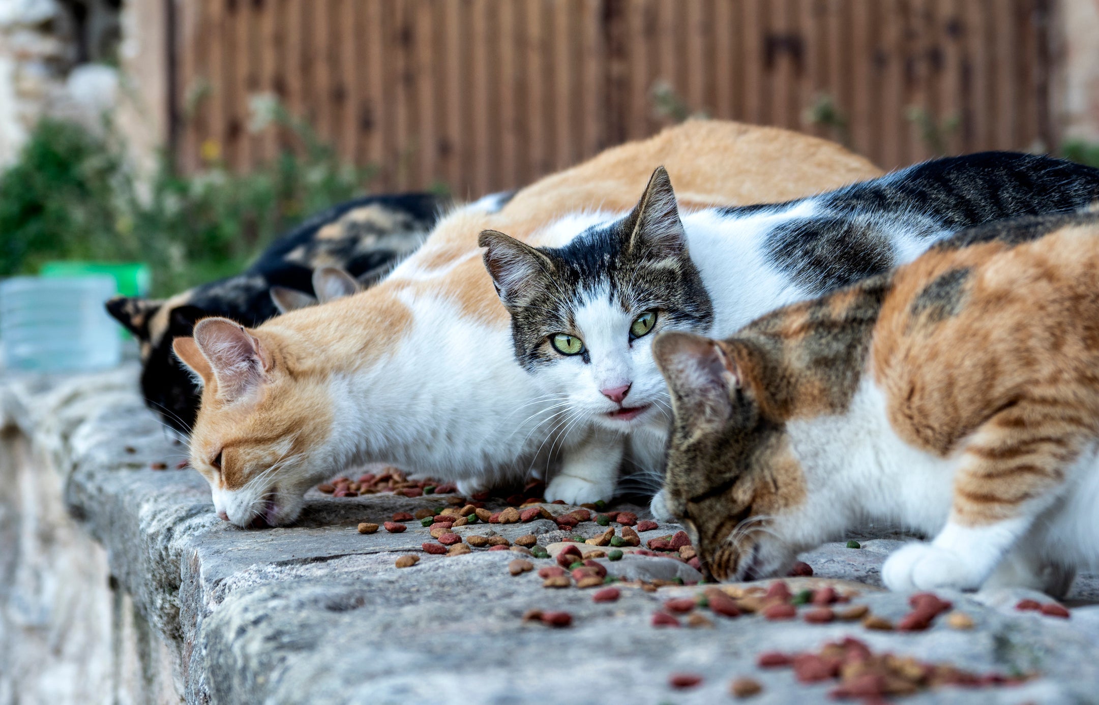 Gato feral e gato semi feral: a diferença está na forma de conseguir comida.