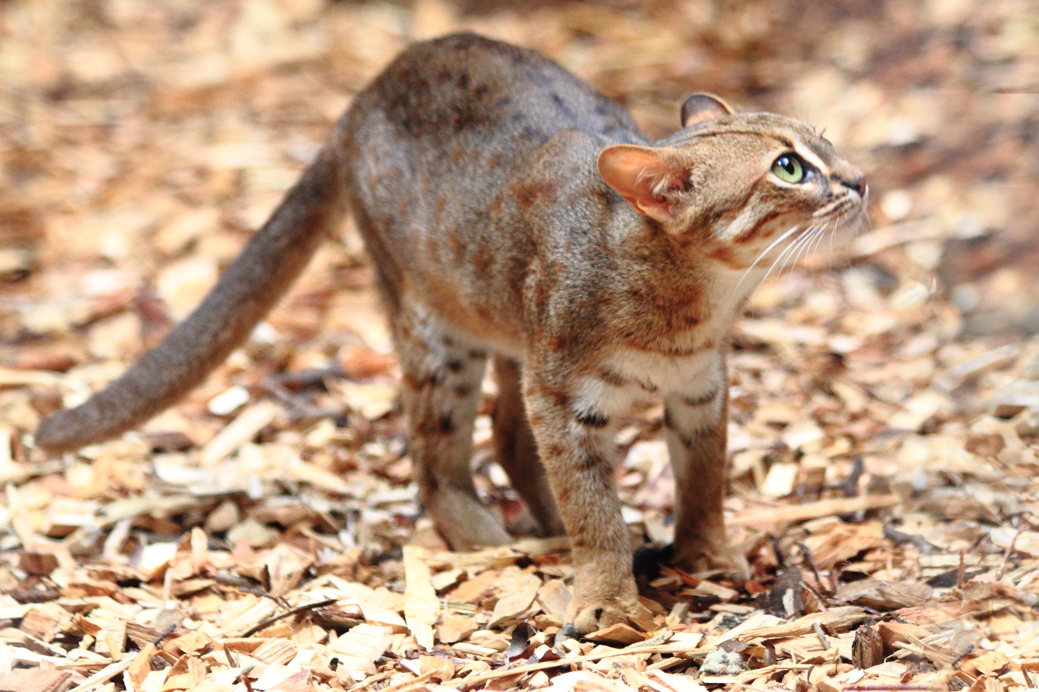 O menor gato do mundo tem o pelo cinza avermelhado e manchas escuras espalhadas pelo corpo