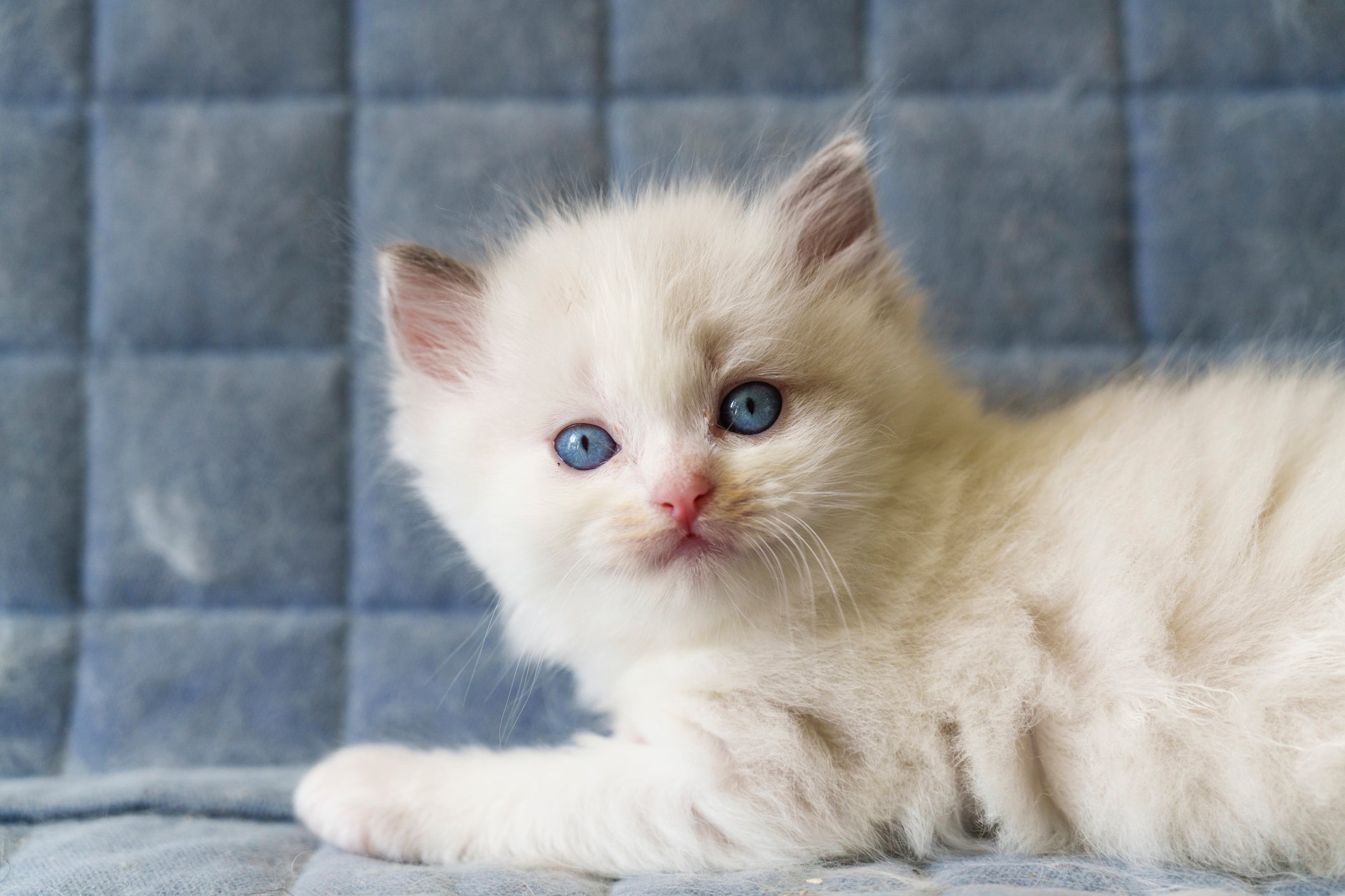 O filhote de gato é considerado adulto quando completa 12 meses