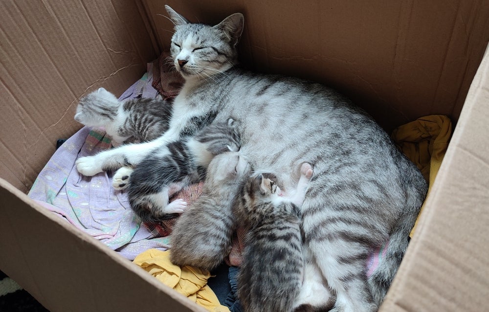 O gato filhote não deve ser separado da mãe antes dos 60 dias