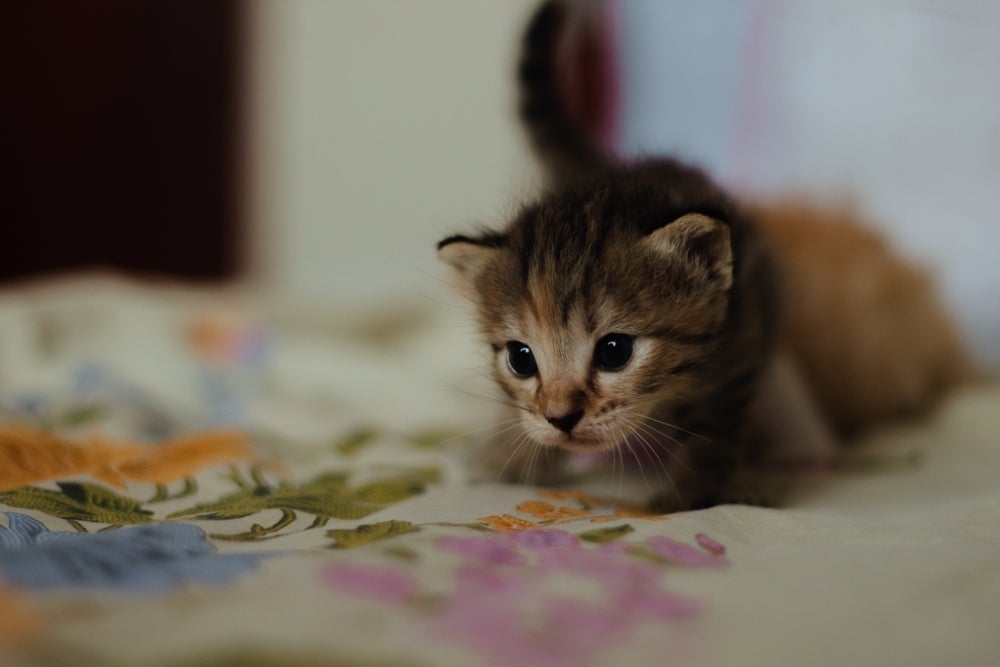 O gato filhote precisa receber cuidados importantes para crescer saudável 