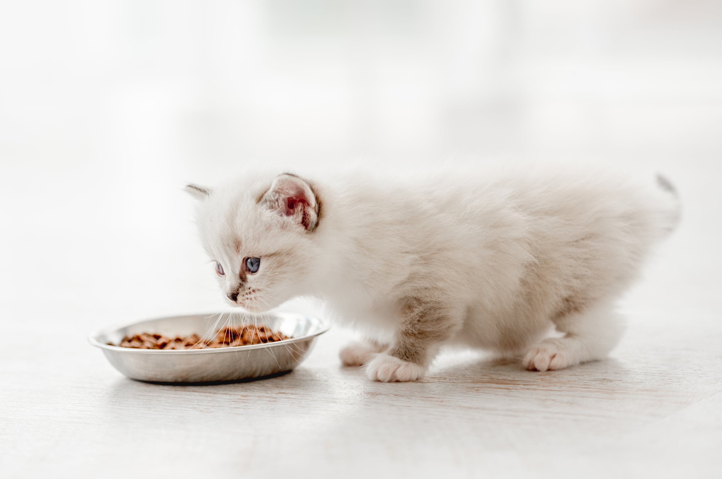 A ração para gato filhote deve ser oferecida entre 4 a 5 vezes por dia