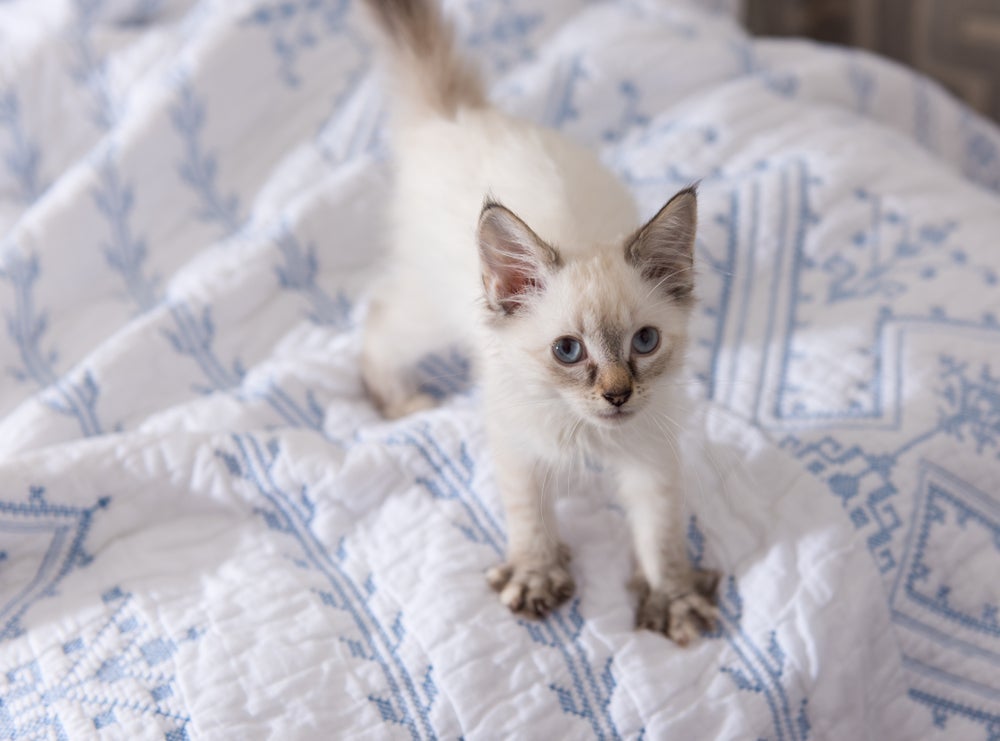 O gato amassando pãozinho é um comportamento que acontece desde filhote