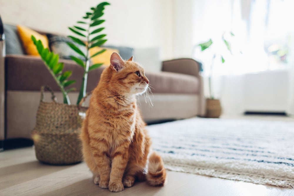 É hora de fazer o gato filhote conhecer a casa nova