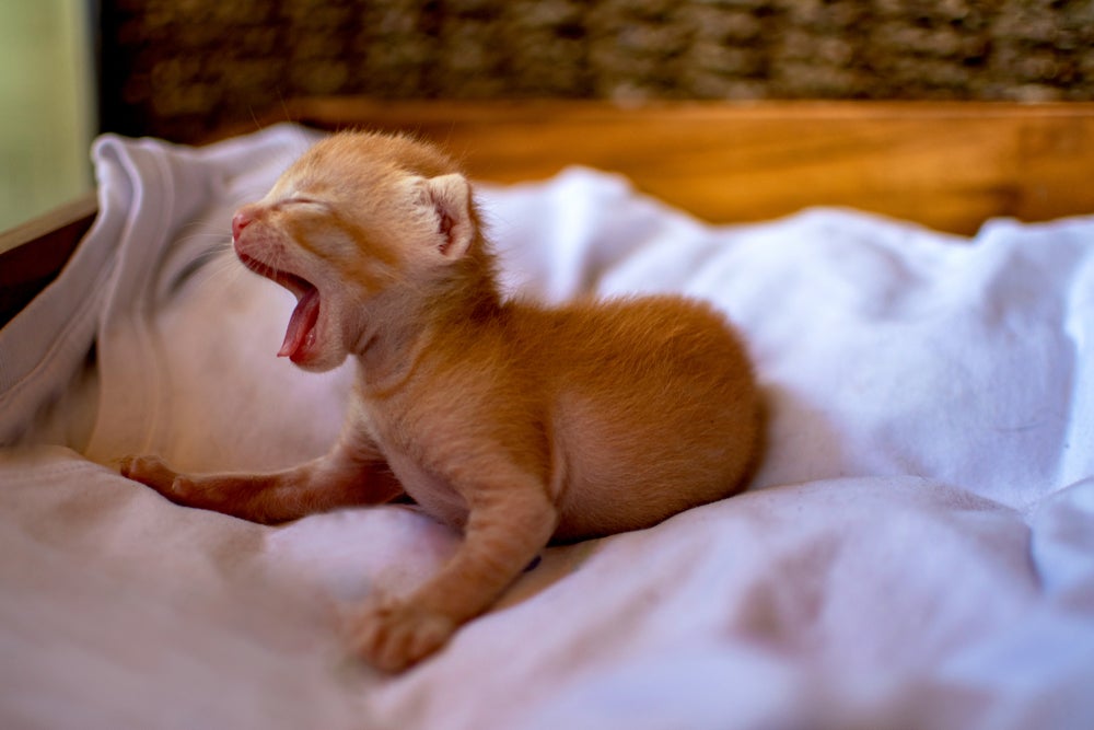 Filhotes de gatos dormem bastante nas primeiras semanas