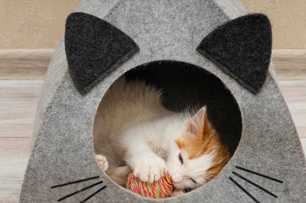 Filhotes de gatos gostam de ter onde se esconder