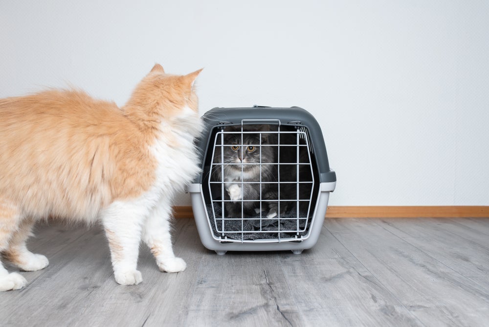O gato filhote deve ser apresentado ao outro com uma barreira, como uma caixa de transporte
