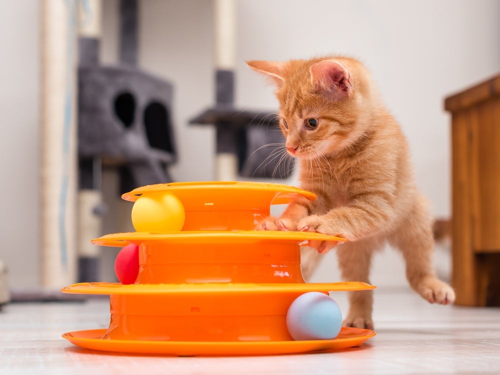 O gato filhote é curioso e precisa de estímulos para se entreter
