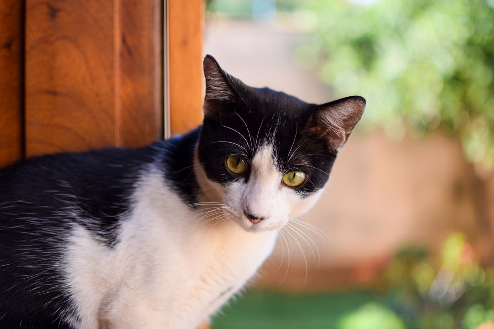 O gato frajola é curioso e precisa de estímulos divertidos no dia a dia