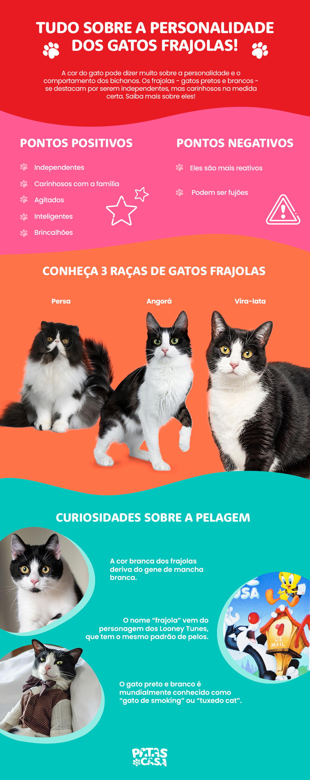 O gato frajola pode ser uma companhia perfeita para muitas famílias
