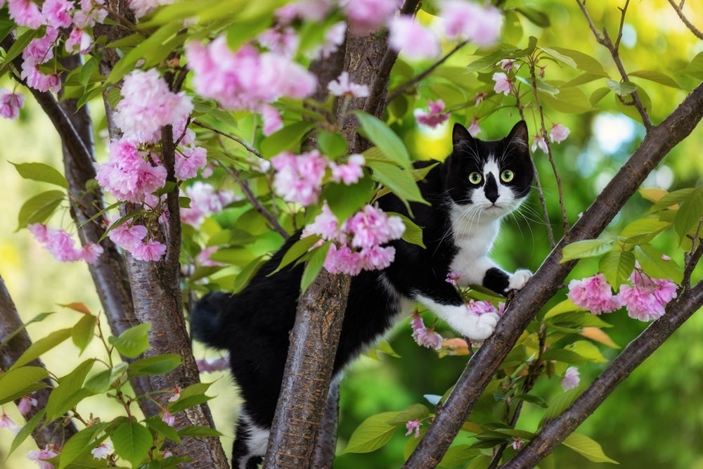 O gato frajola gosta de dar escapadas de casa para passear 