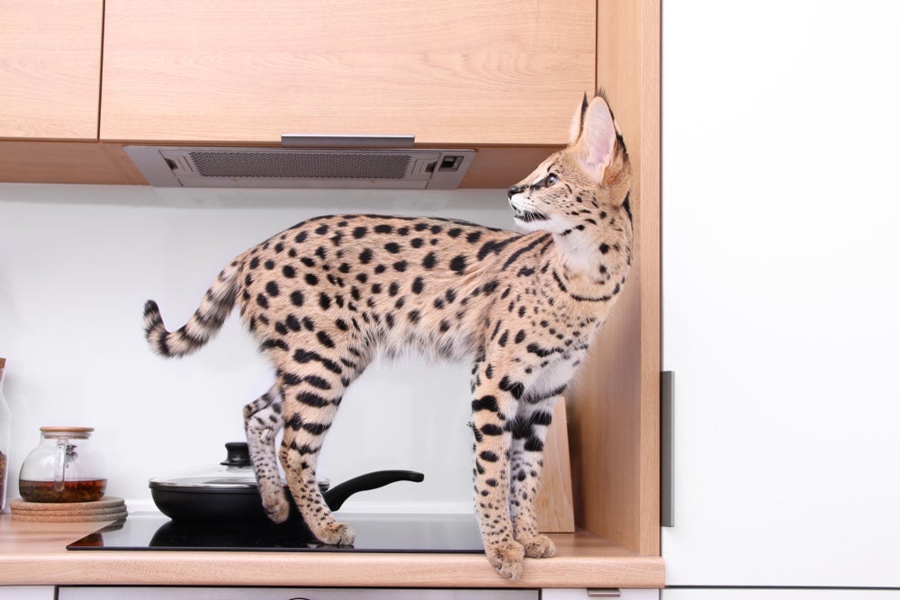 Dos gatos gigantes e domésticos, o Ashera é o mais caro