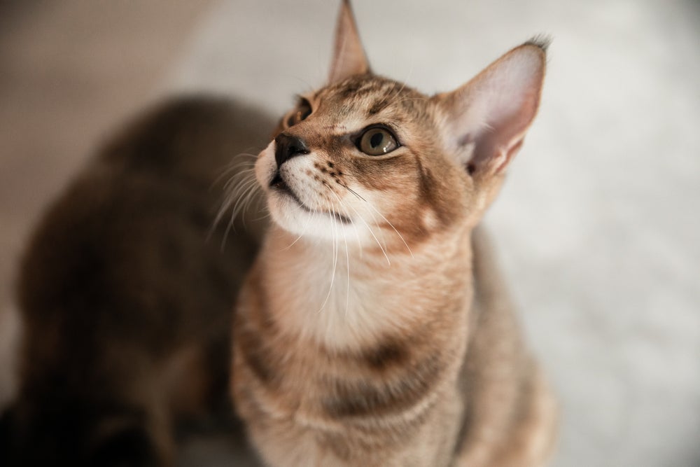 O Chausie é um gato gigante pouco conhecido