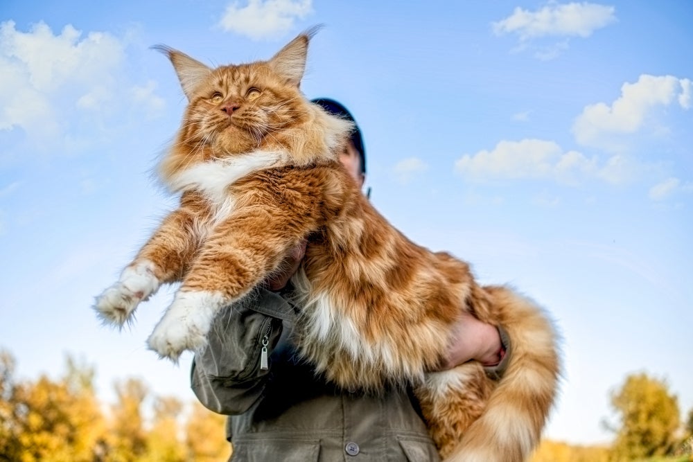 O Maine Coon é conhecido como maior gato do mundo por causa do comprimento