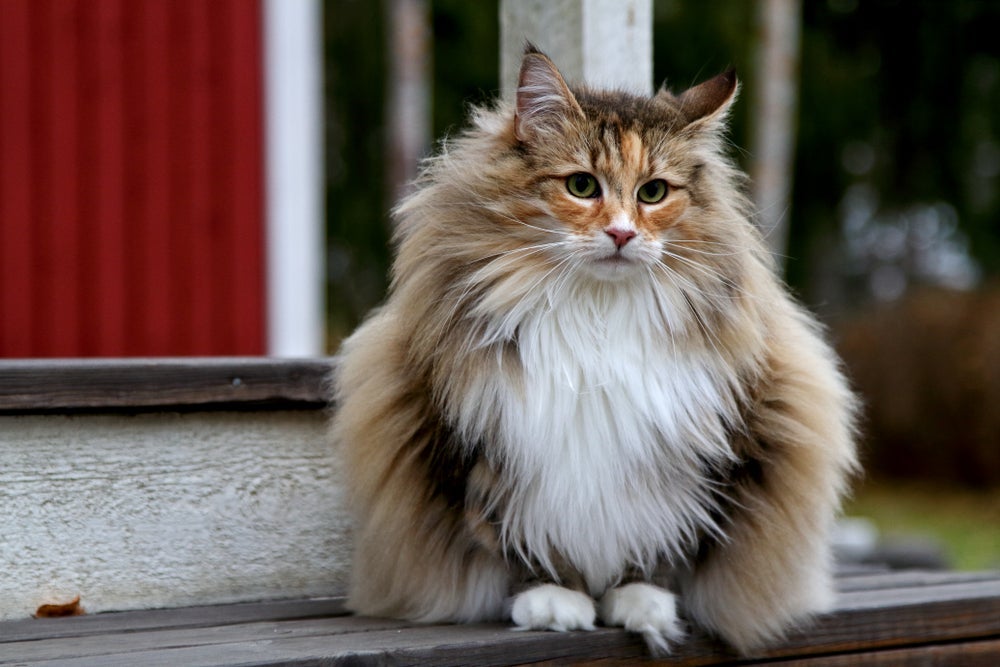 Um gato grande e peludo que todos amam é o Norueguês da Floresta