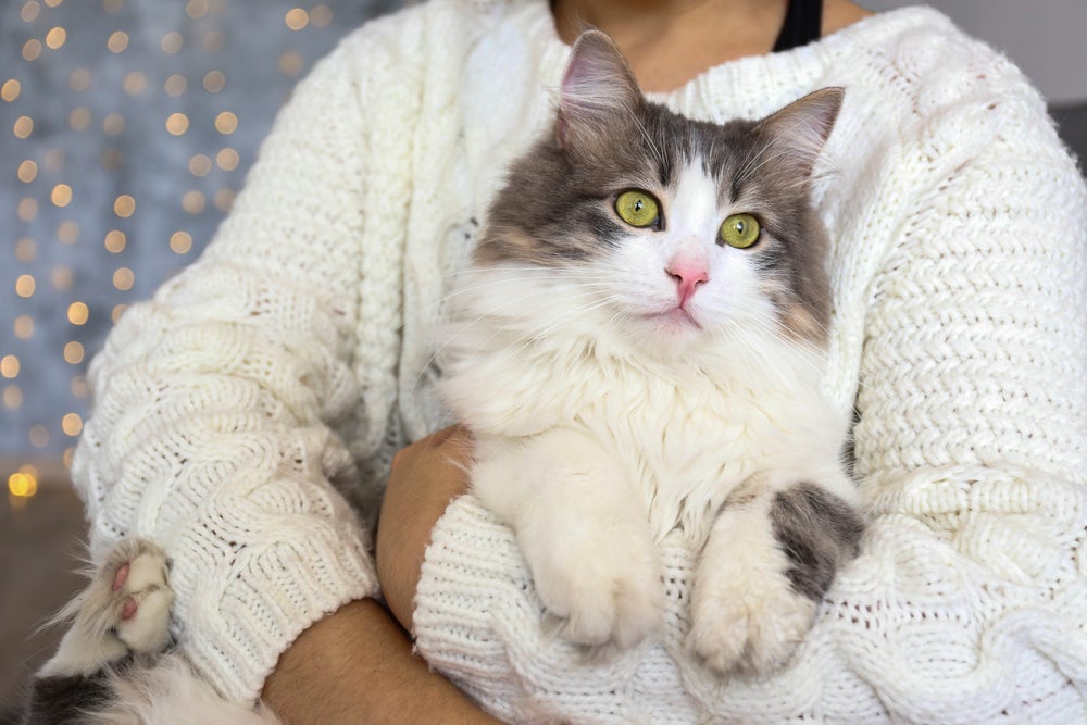 Dos grandes gatos, o Ragamuffin é aquele que adora um colo