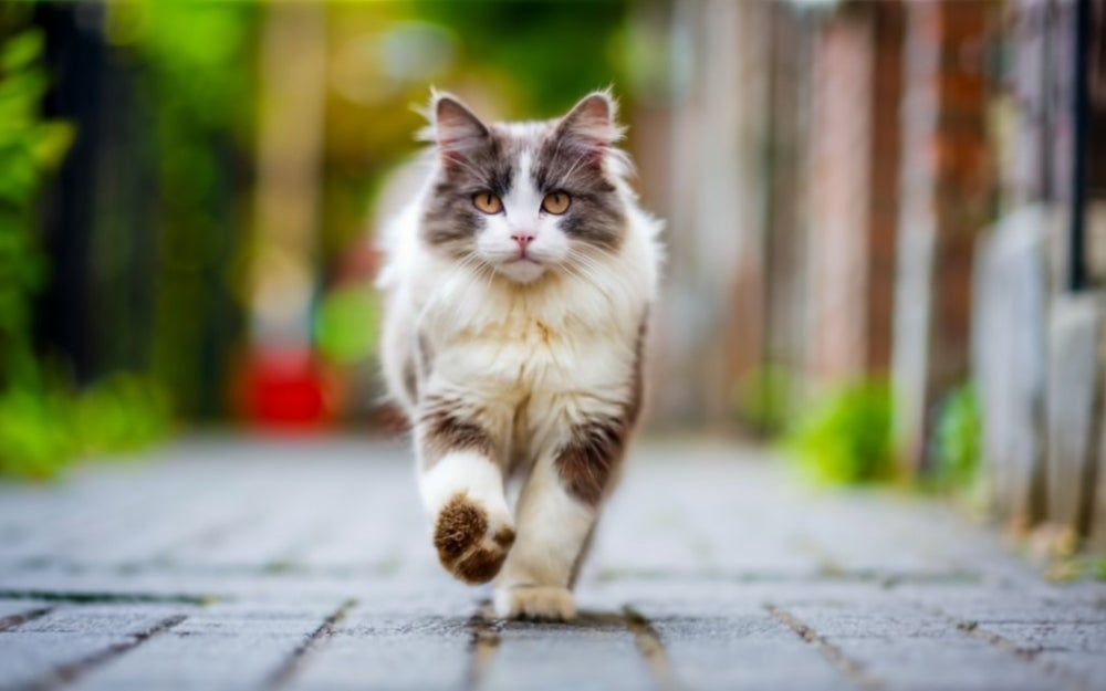 Ragdoll é uma raça de gato grande e amável