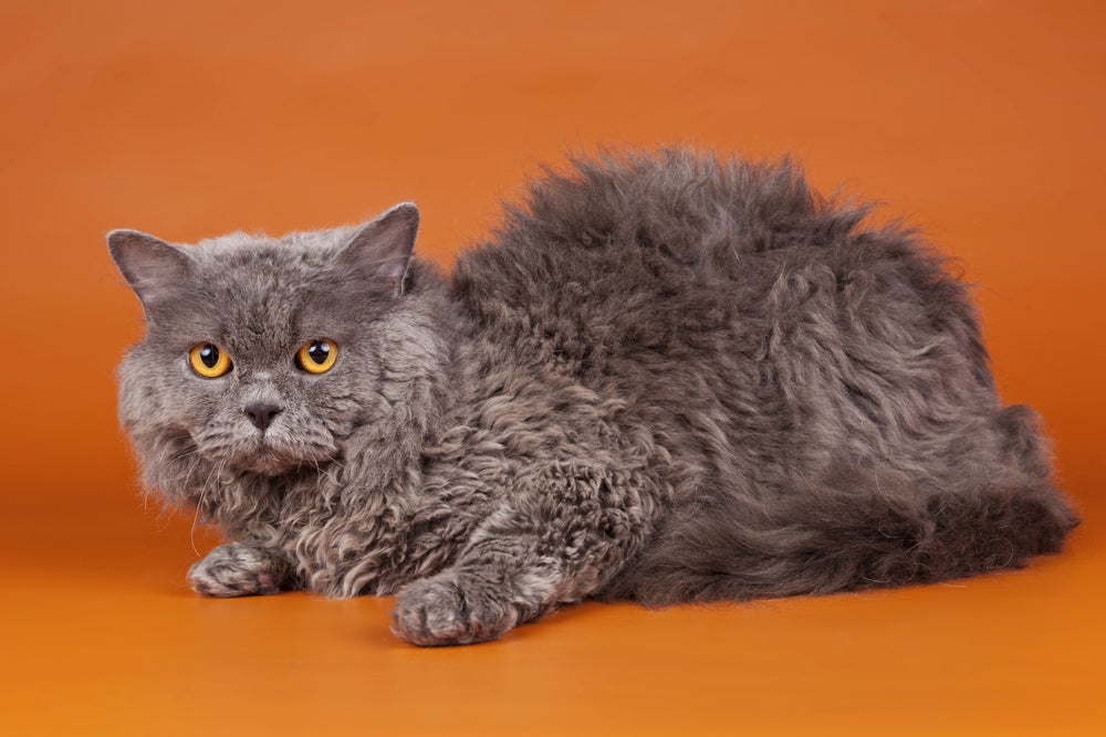 A raça de gato gigante Selkirk Rex é toda encaracoladinha