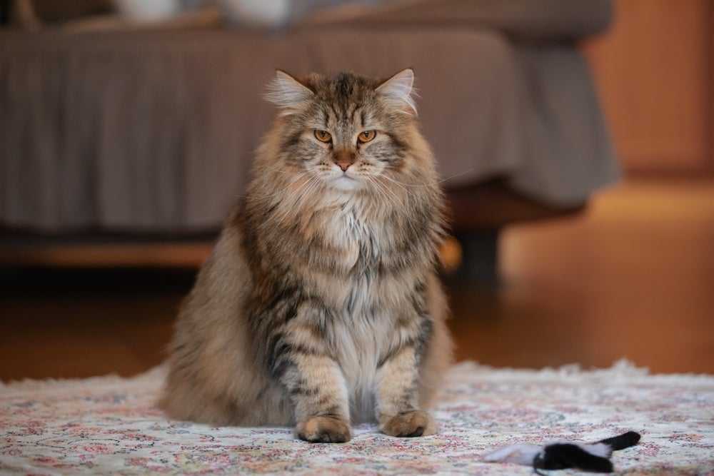 Grandes gatos como o Siberiano podem ter uma personalidade adorável