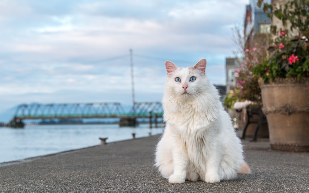 Gatos grandes como o Van Turco são encantadores
