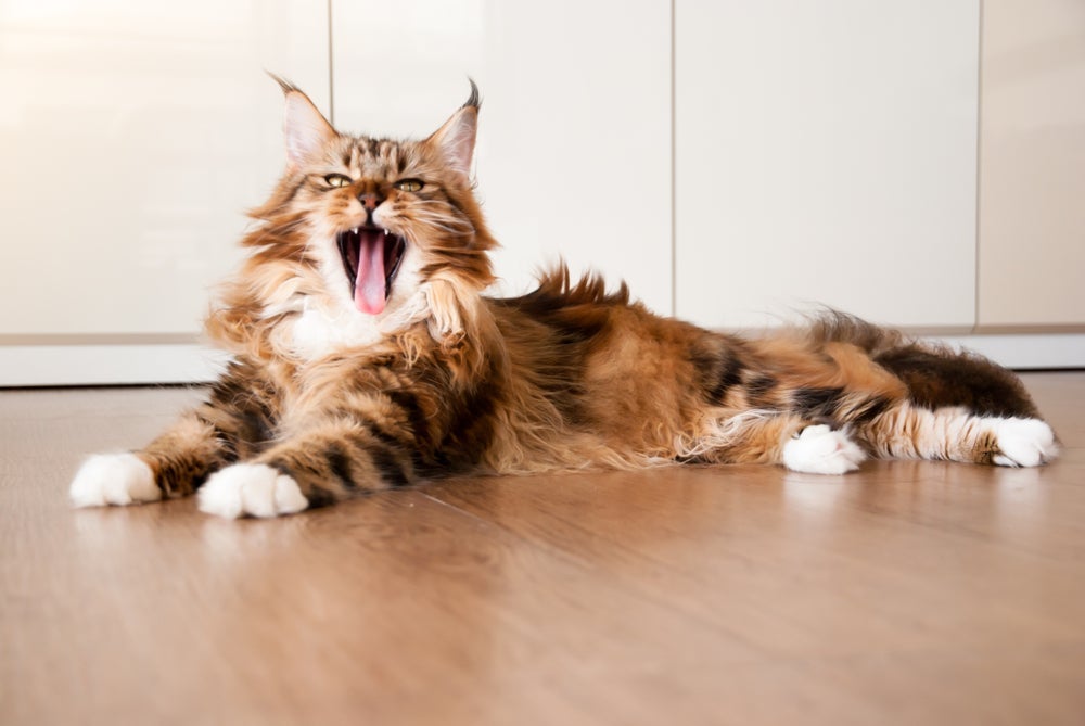 Maine Coon: a maior raça de gato que existe