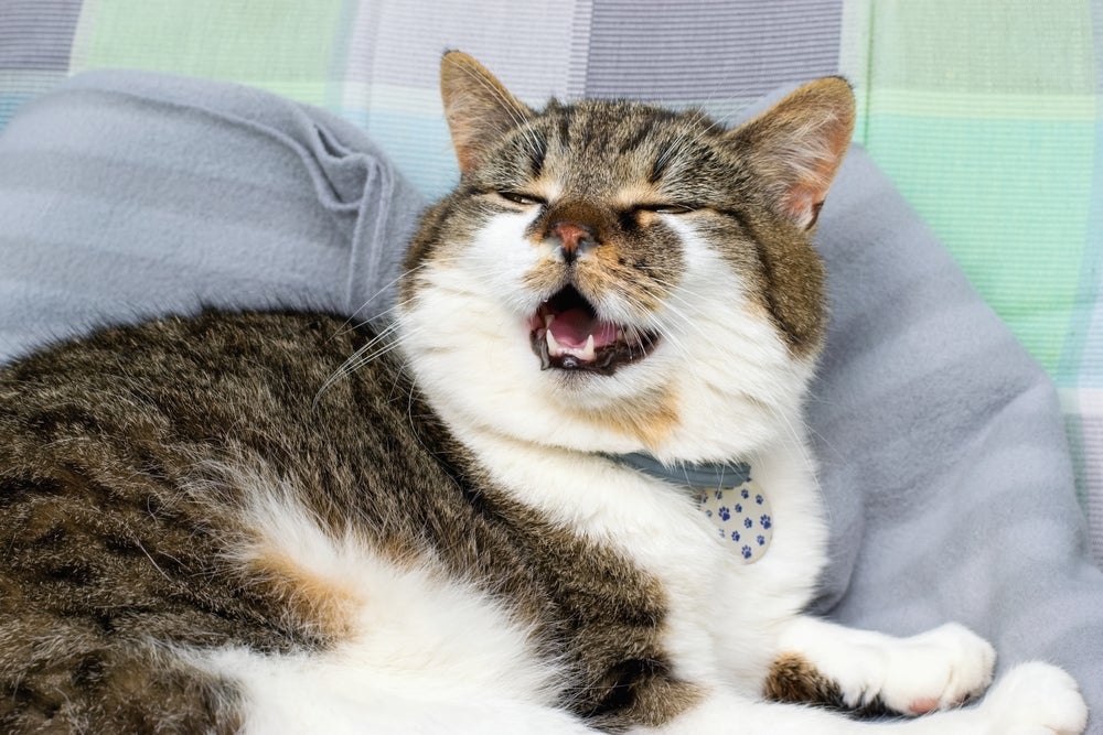Gato com gripe pode apresentar secreções no nariz, além de conjuntivite