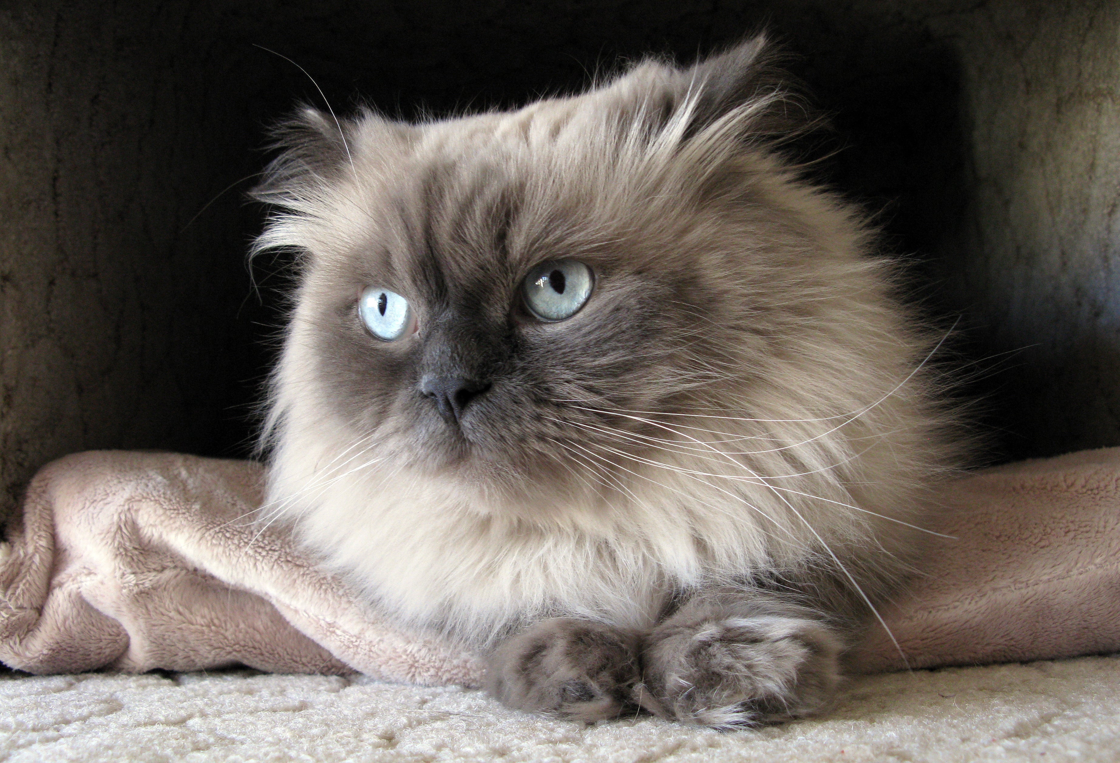 O Himalaia é um gato do olho azul bastante amigável e super tranquilo