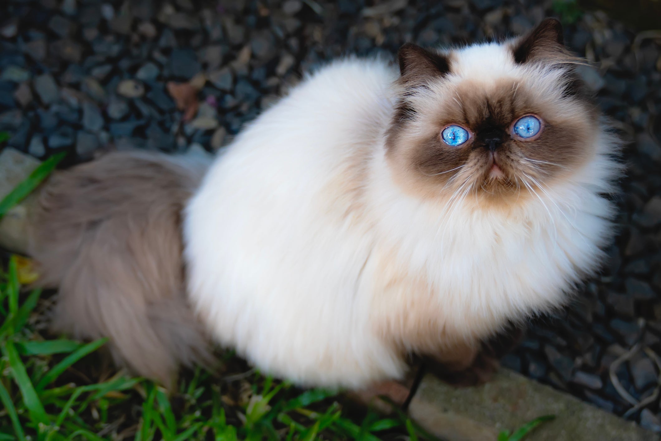 O gato Himalaia mistura características do Siamês e Persa