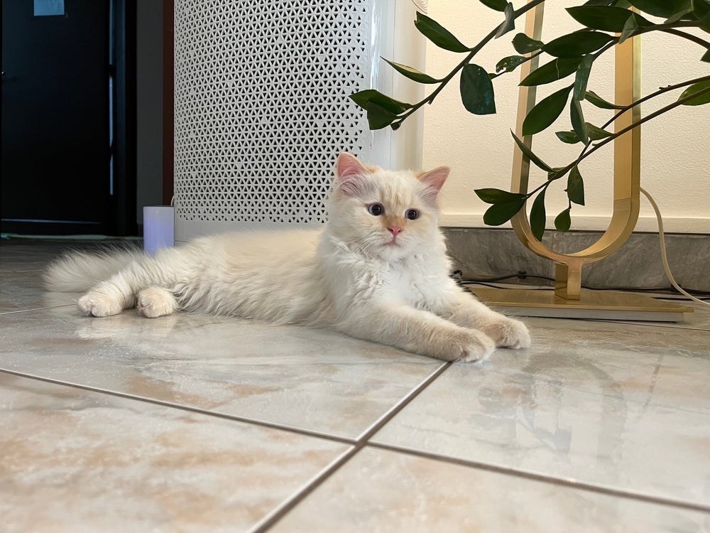 O gato Himalaio, embora seja branquinho no corpo, apresenta manchas na região do rosto e patas