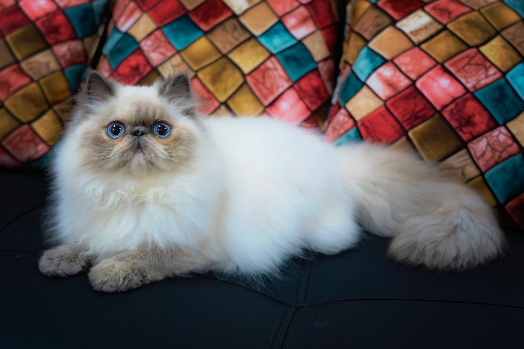 O Himalaio é um gato peludo que parece com o Siamês e o Persa