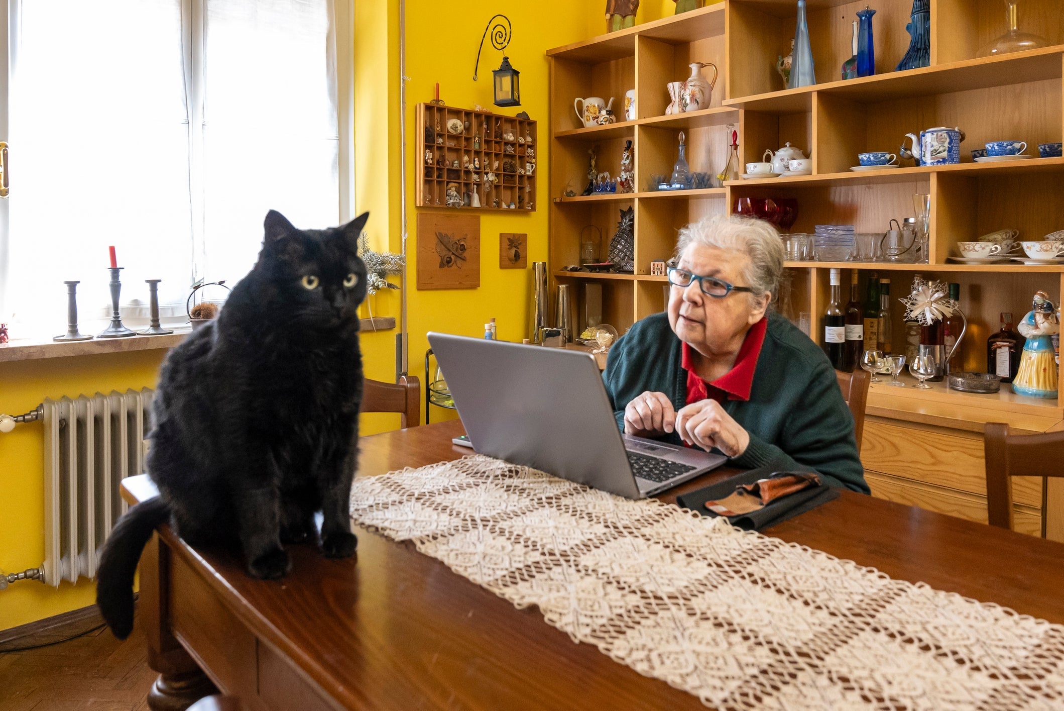 Criação indoor previne a platinosomose felina