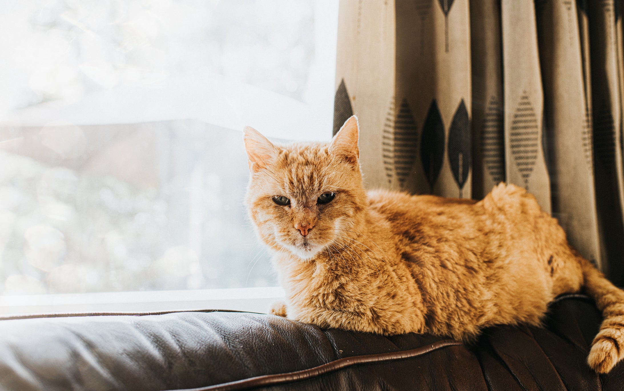 O gato velho fica com pelos embranquecidos, mais frágeis e opacos