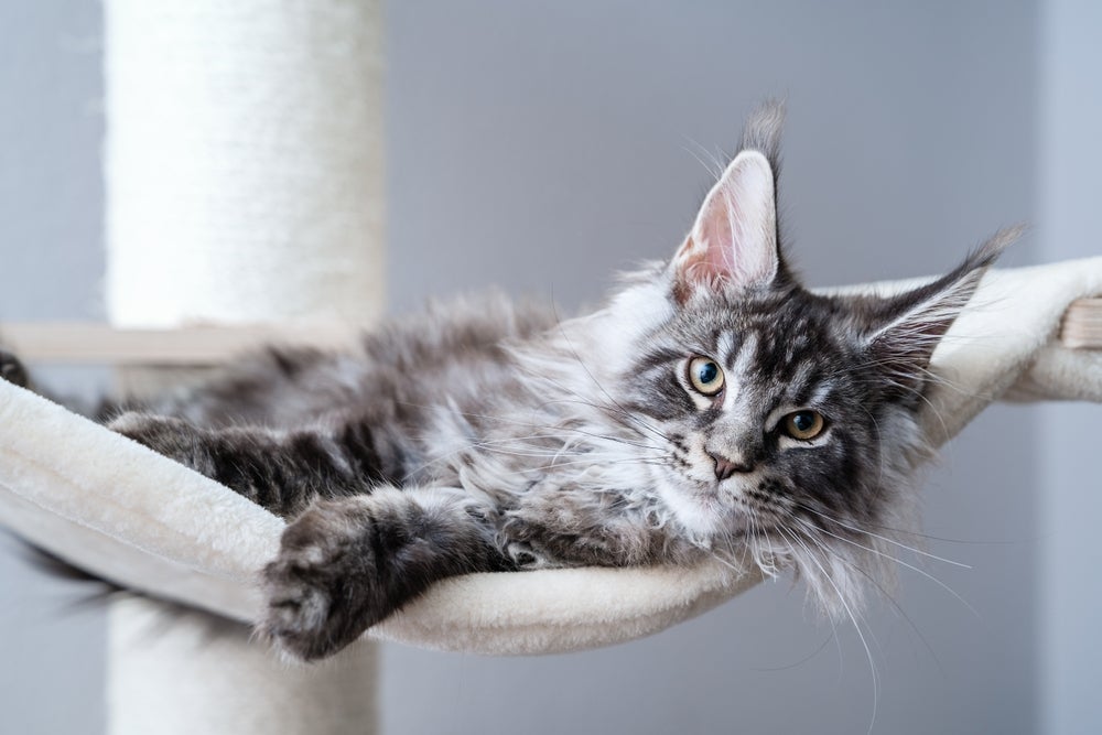 Gato idoso: comportamento incomum pode indicar algum problema de saúde