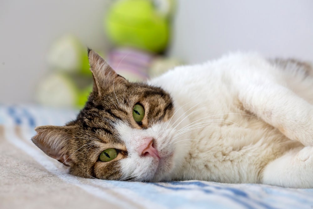 O gato idoso tende a ser mais preguiçoso