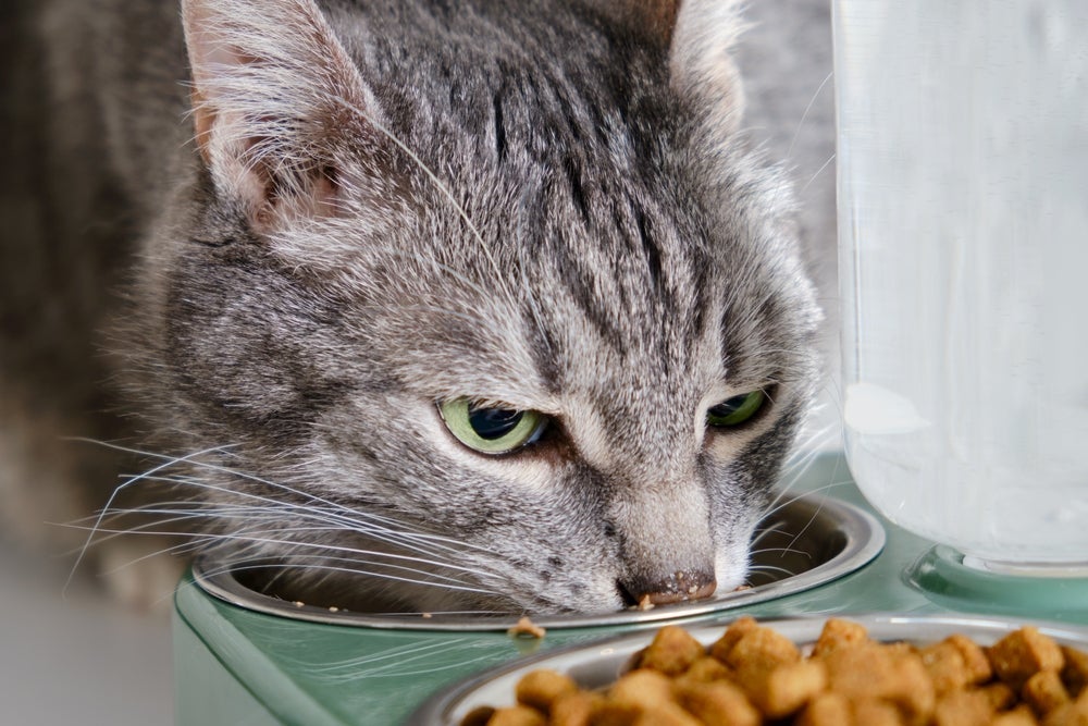A ração para gato idoso é essencial para cuidar do pet