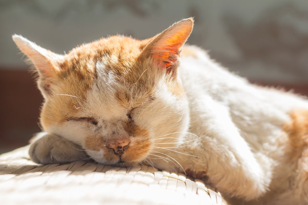 Gato idoso: comportamento tende a ficar menos ativo, e o gato acaba dormindo mais na velhice