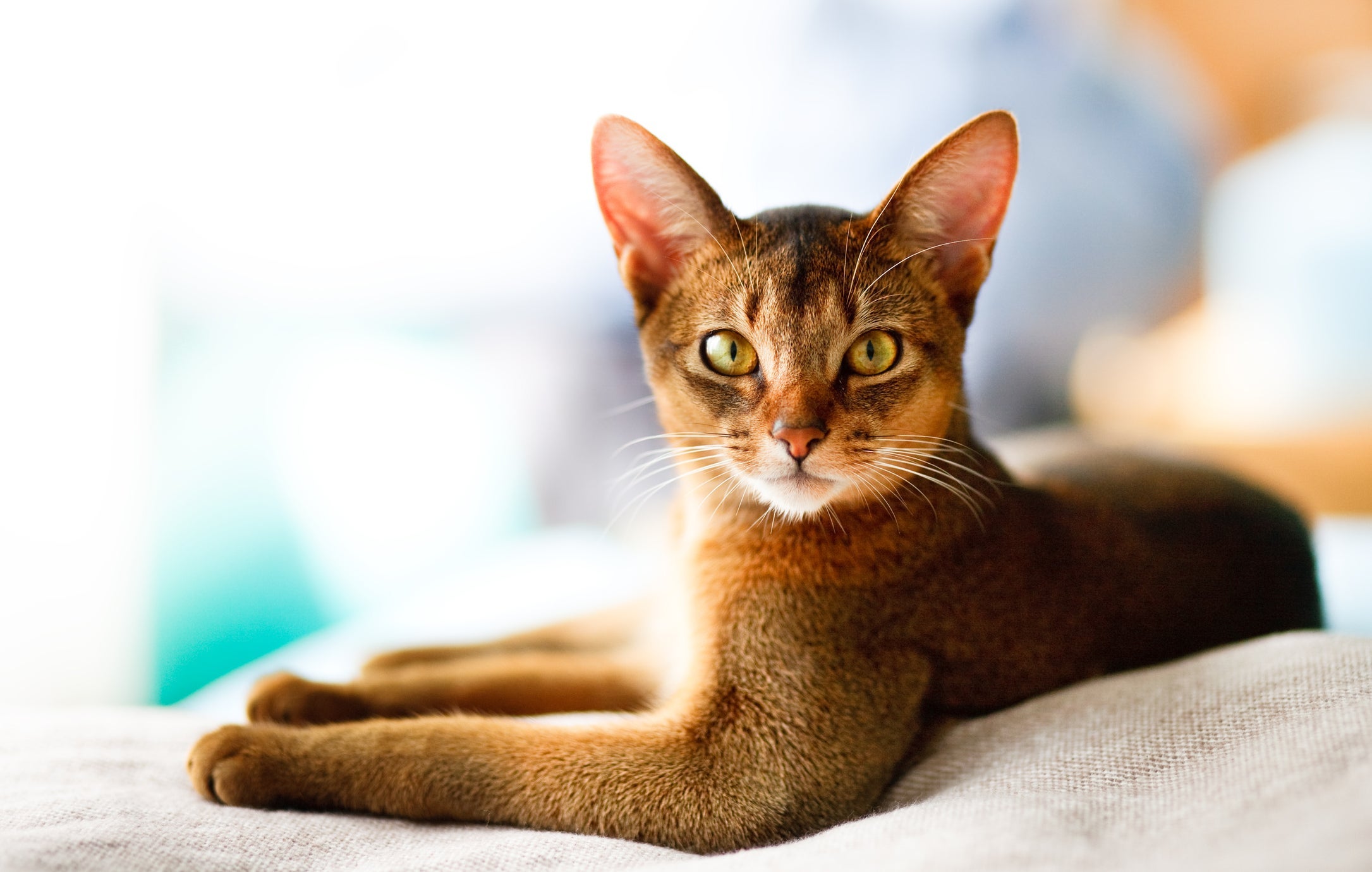O Abissínio é um gato de aparência exótica bastante inteligente