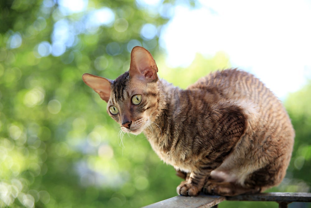 O Cornish Rex é super ativo e cheio de energia