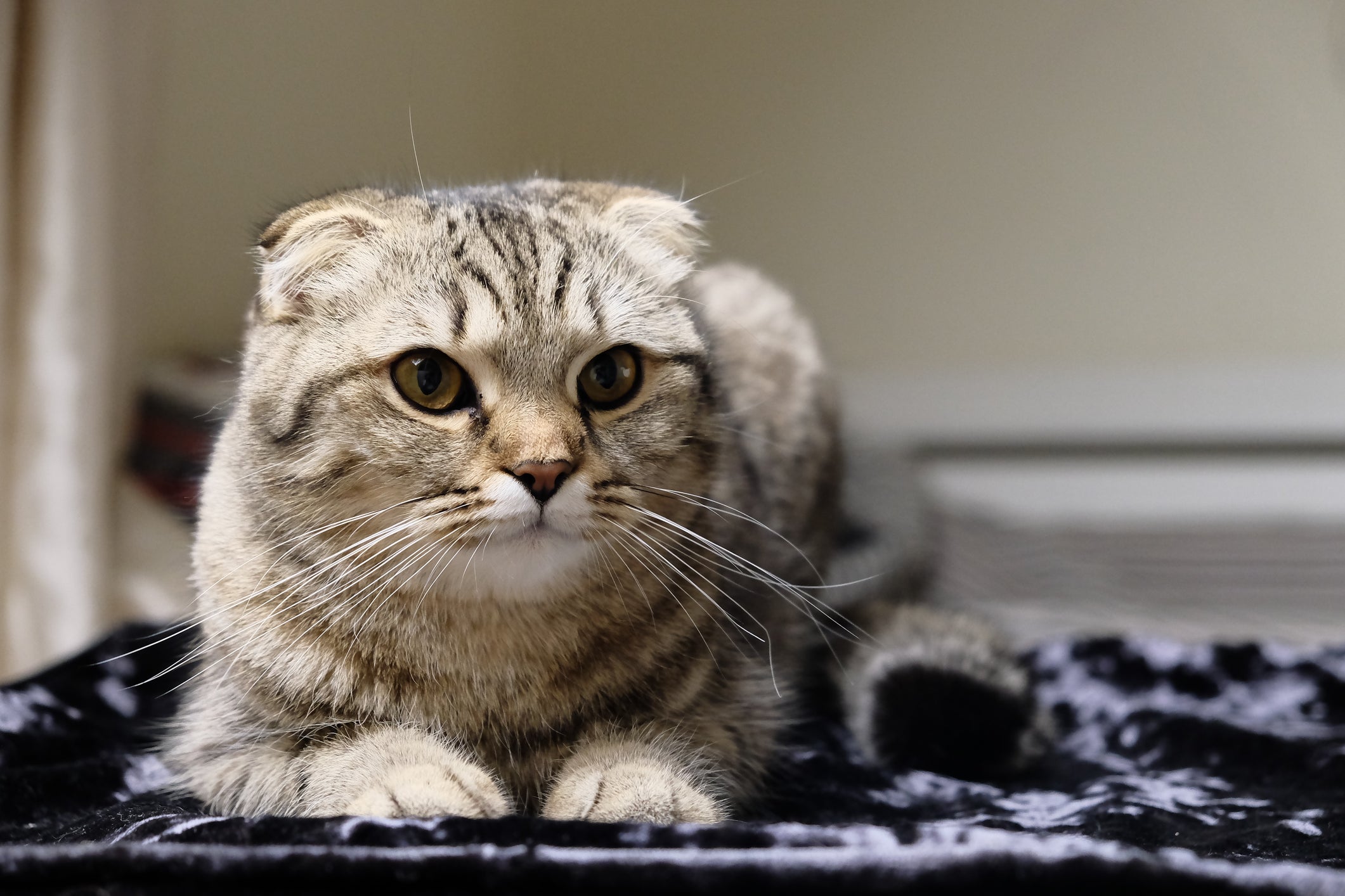 O Scottish Fold se adapta facilmente 