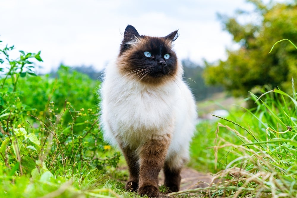 Os gatos Siameses são super comunicativos e inteligentes