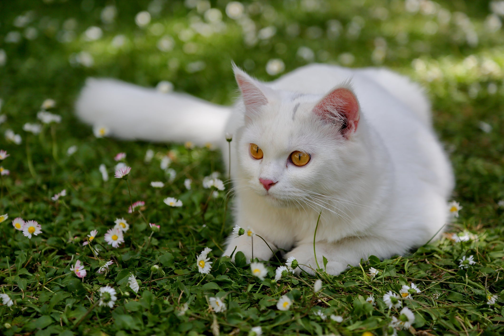O gato Angorá está sempre de olho em tudo