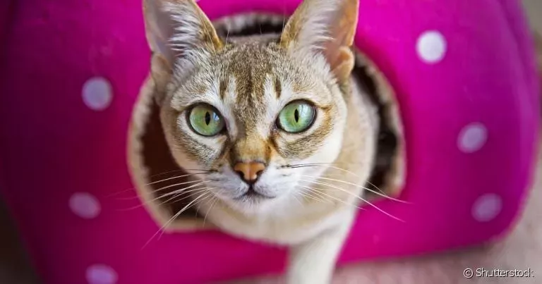 Gato Singapura adora brincadeiras estimulantes