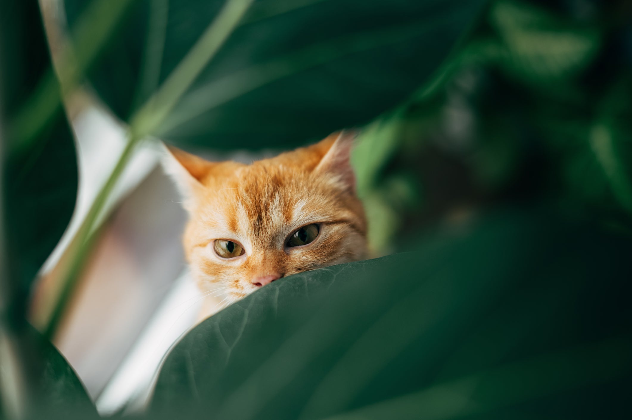 A presença de plantas venenosas para felinos é uma das principais causas de intoxicação